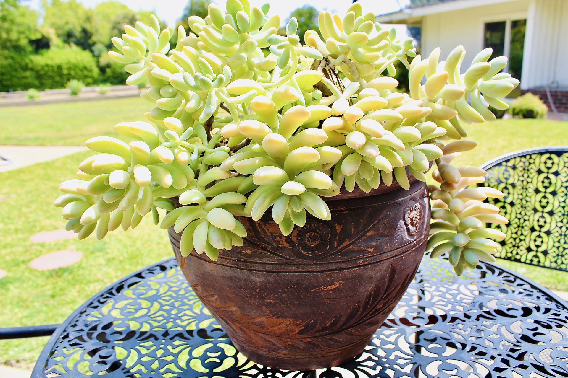 Succulents In A Terracotta Pot