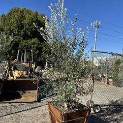 Wilsonii Olive Multi Trunk