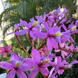 Epidendrum Orchid