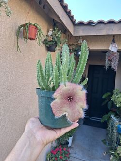Stapelia Succulent Plant in Bloom $20