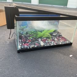 Fish Tank