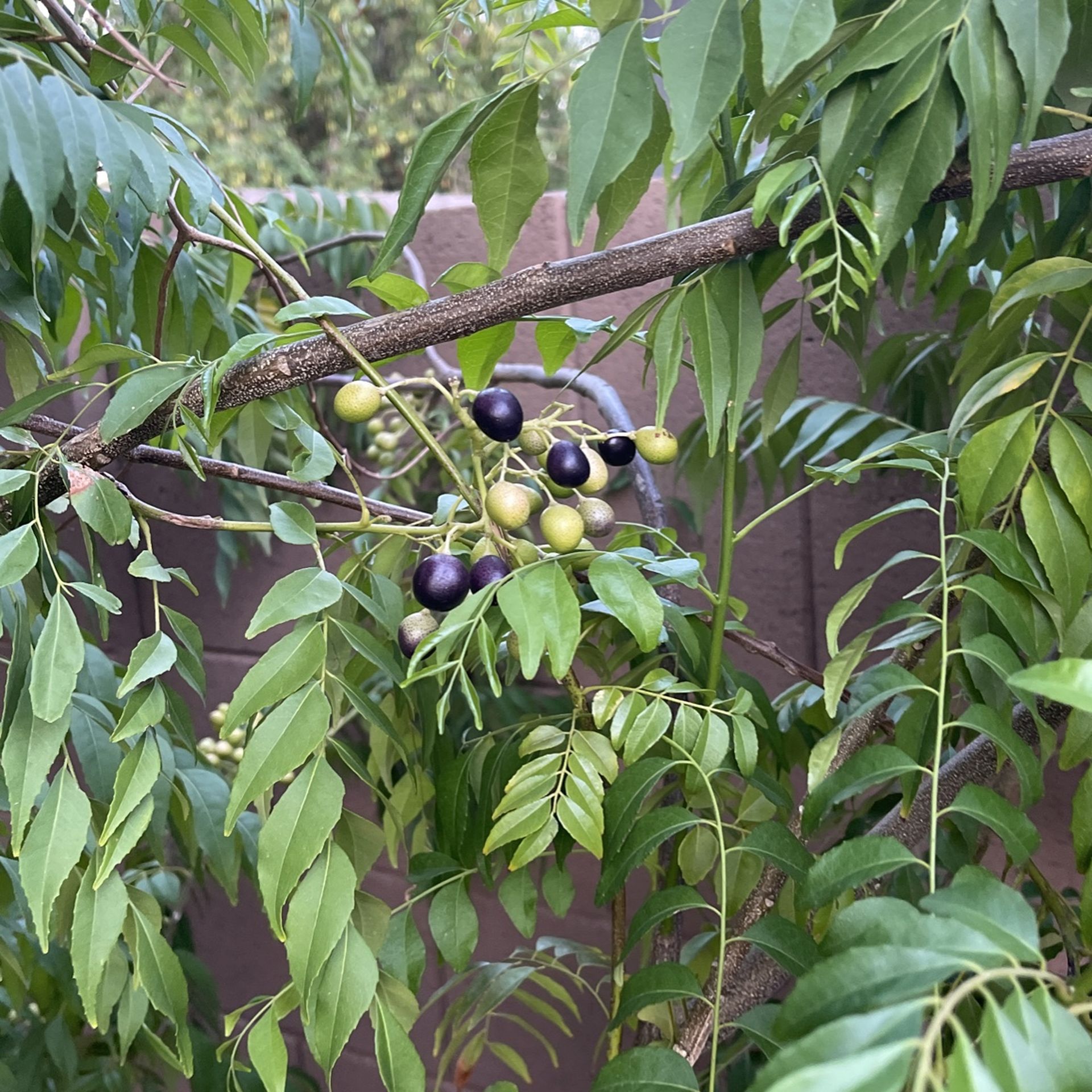 Curry Plants seeds