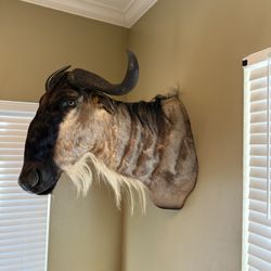 Taxidermy