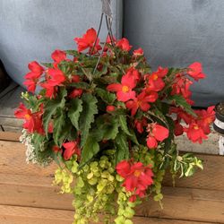 Outdoor Plant 