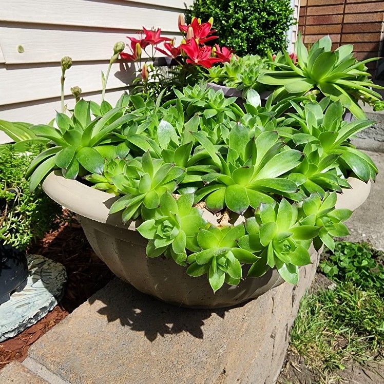 Hens & Chicks Succulents