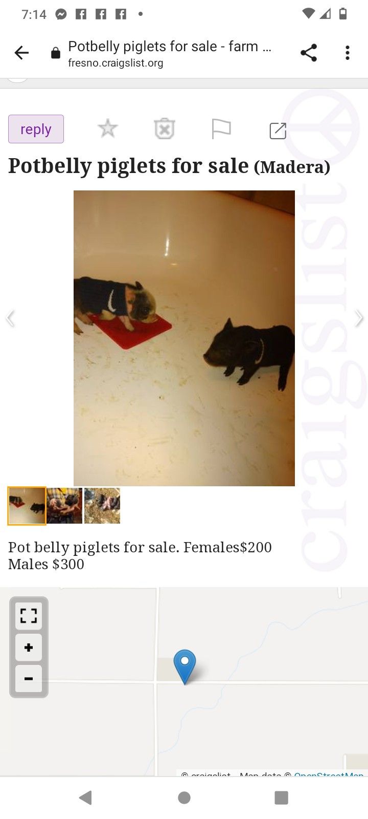 Pot Belly Piglets...