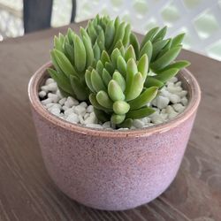 Burro’s Tail Succulent Arrangement