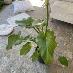 Canna Lily Flowering Plant 