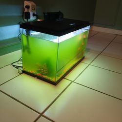 10 Gallon Fish Tank