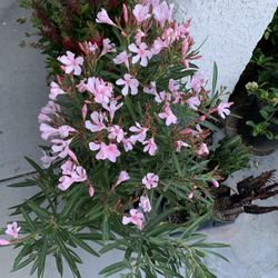 Gorgeous Pink Oleander 🙏PLS READ DESCRIPTION 