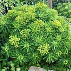 Tropical Seuss Delight Plants For Sale