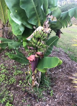Banana tree