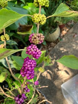 American Beautyberry (Callicarpa americana) plant