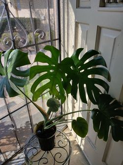 Monstera Deliciosa