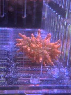 5 gal Nano Tank