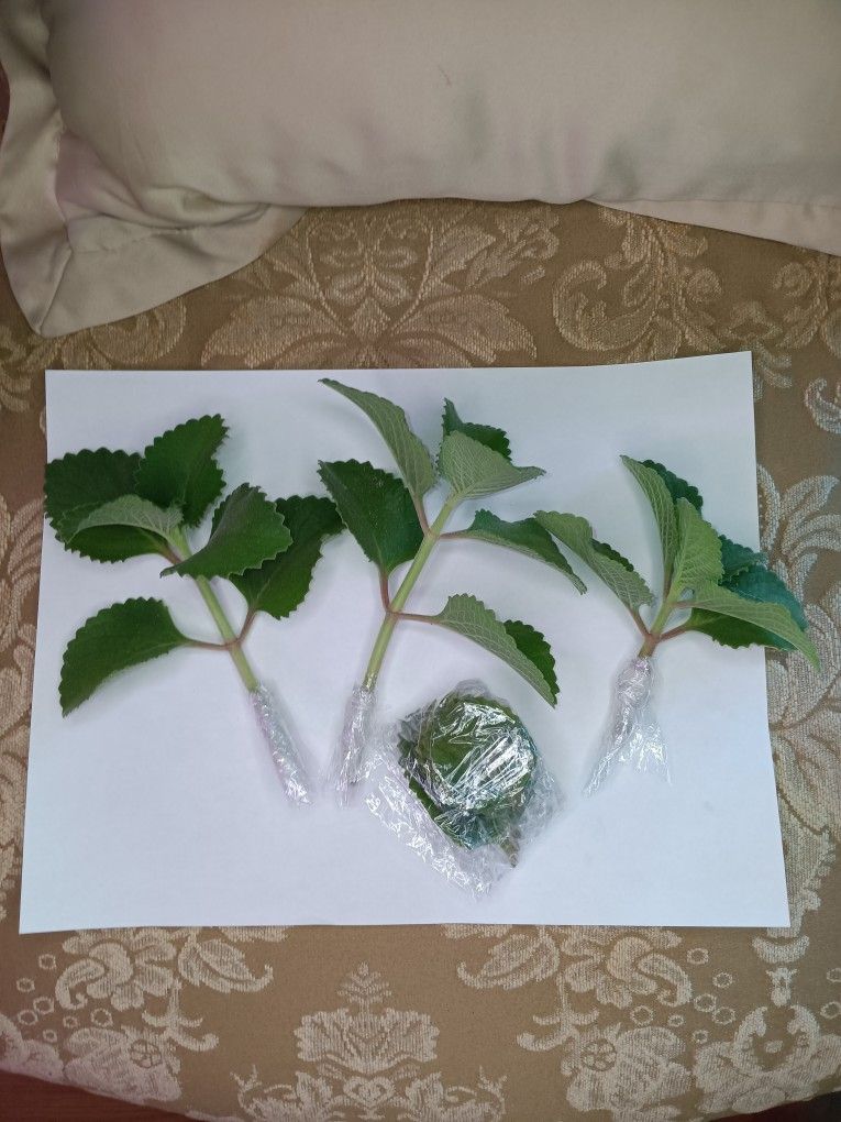 2 - 6" Spanish Oregano Cuttings $7 -Ship $4