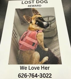 Lost dog flyer