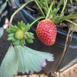 Strawberry Plants- Blueberry Plants- Grape Vines- White Blackberry Plants- Olallieberry Plants- Gooseberry Plants- Currant Berry Plants 
