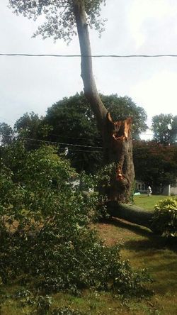 TREES TREES TREES GOT ANY TREE TROUBLE