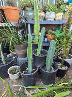 Cactus san pedro