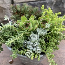 Live outdoor succulent arrangement in gray ceramic pot