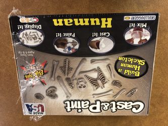 Cast & Paint Human Skeleton