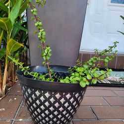 $10 jade plant 