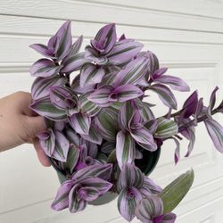 Beautiful Tradescantia Nanouk Plant 6’pot