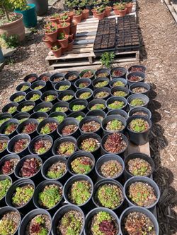 Hens and chicks ground cover plant