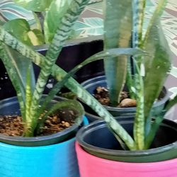 Beautiful Snake Plants 