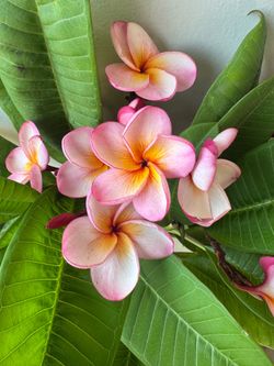 Plumeria
