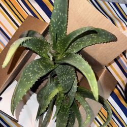 Aloe Plant 