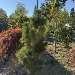 Pine Three