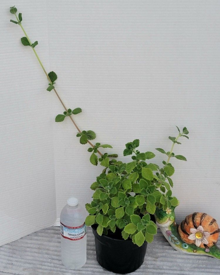 ORGANIC VICKS PLANT (PLECTRANTHUS TORMENTOSA).