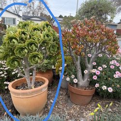 This succulent is nearly 2 feet tall, almost 3 feet tall with its pot, with a crown width of over 2 feet and a trunk thickness of 1.5 inches at its th