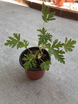 Citronella Plant- Mosquito repellent