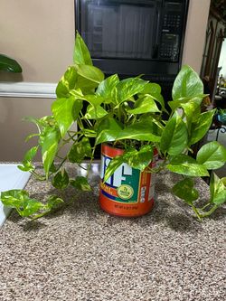 Planta Natural De Pothos