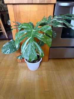 Monstera Deliciosa Thai Constellation