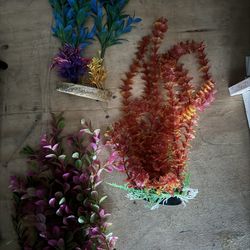 Aquarium Plants 