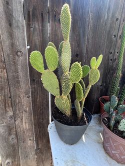 Bunny cactus plant