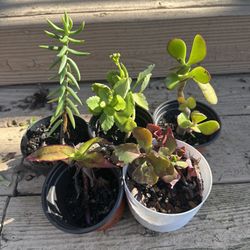 Assorted Succulent Set