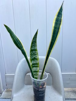 2 Varieties of Snake plant $7