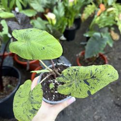 Colocasia Mojito 