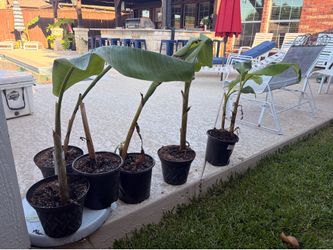 Banana trees