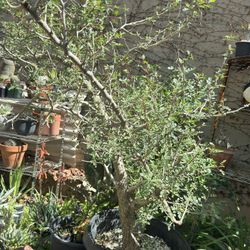 Pachycormus discolor