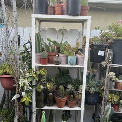 Sale/ Sale Plants Any Day 2 Dlrs Up