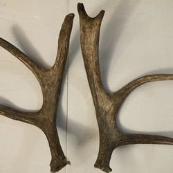 Moose Antlers set. 7 Point pair. Taxidermy Horns for Décor, Crafts Dog Chew, etc