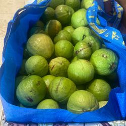 Fresh picked guavas 