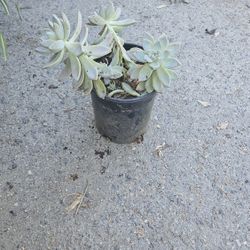 Succulent Plant