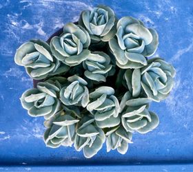 Lovely rose